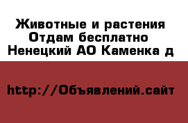 Животные и растения Отдам бесплатно. Ненецкий АО,Каменка д.